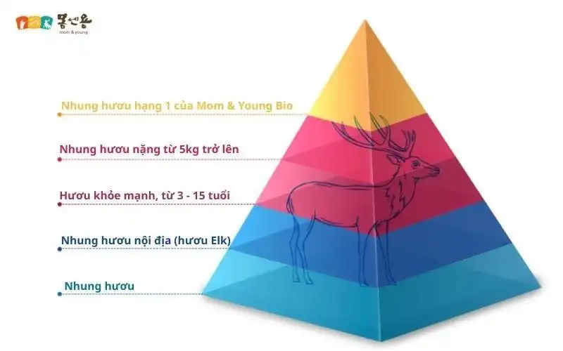 Thạch nhung hươu Deer Pang từ thương hiệu M&Y – Tăng cường sức khỏe toàn diện cho thế hệ tương lai